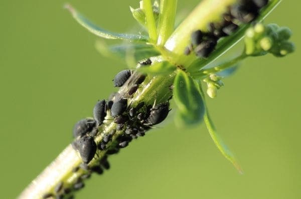 Cómo erradicar las plagas en el cultivo