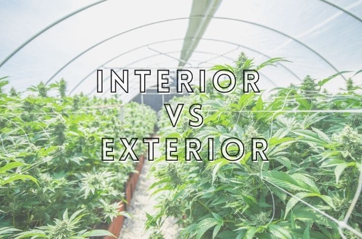 Plantas de interior vs exterior