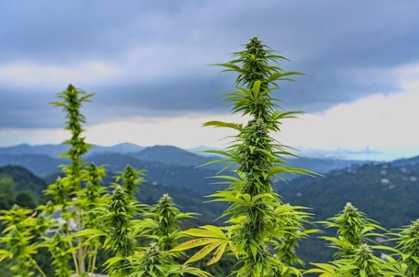 Mejores variedades para cultivo de exterior