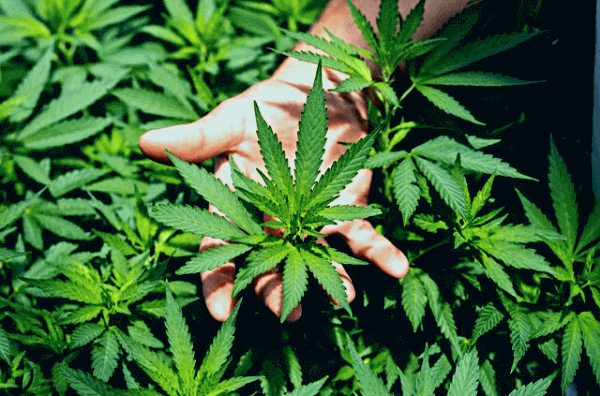 5 errores de principiante al cultivar marihuana