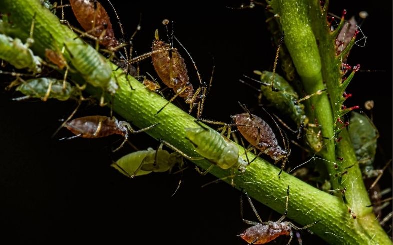 pulgón peor plaga cannabis