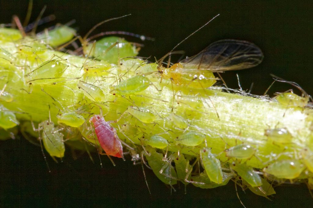 pulgón plaga más peligrosa para el cannabis 