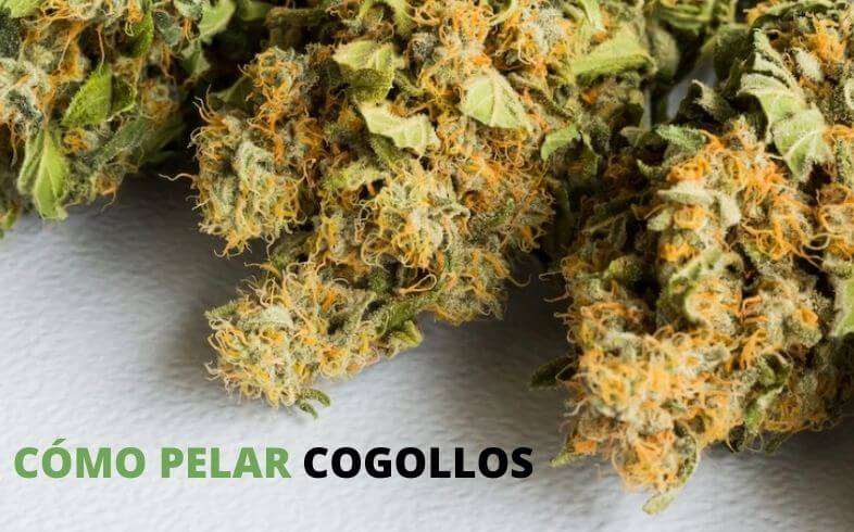 como pelar cogollos marihuana