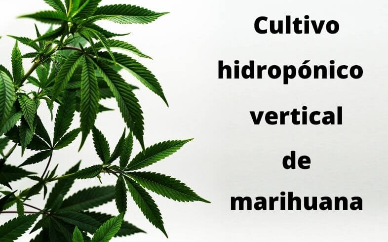 cultivo hidropónico vertical de marihuana