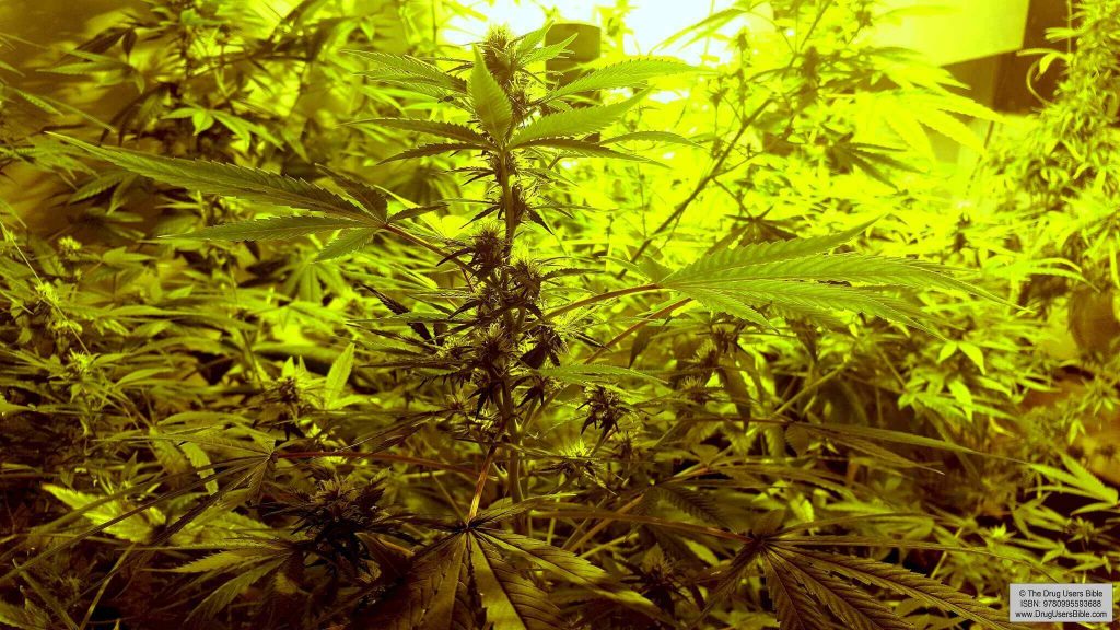 evitar olores en el cultivo de cannabis