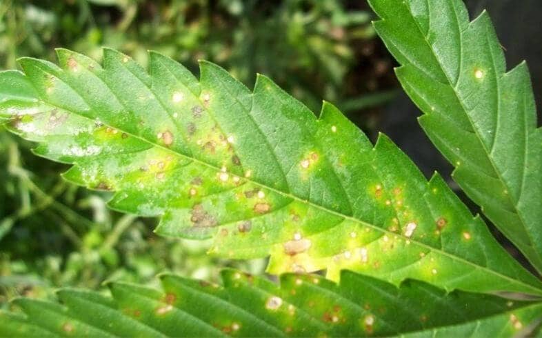 La Septoria: enfermedad en las plantas