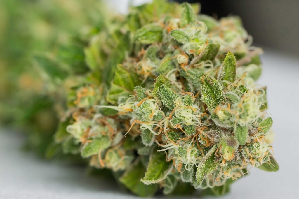 terpinoleno, el terpeno más raro del cannabis