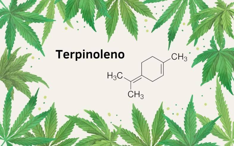 Terpinoleno: el terpeno menos común de la marihuana