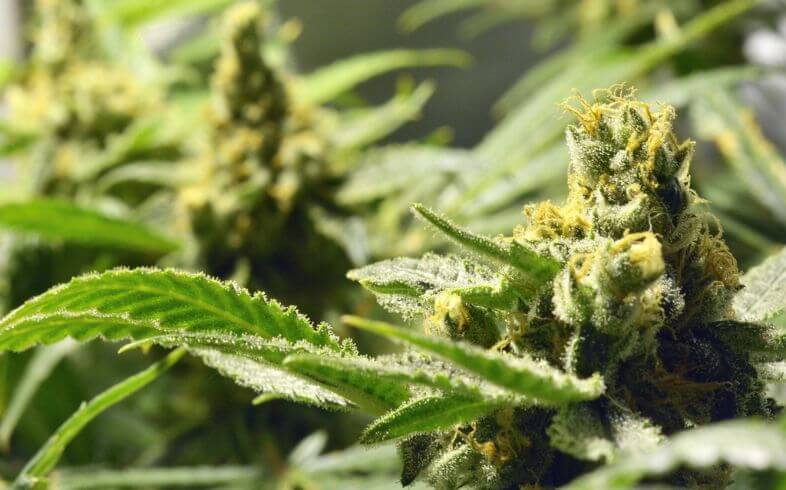 Anatomía de la planta de marihuana