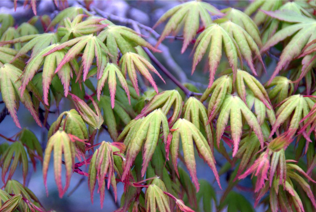 arce japonés palmeado (acer palmatum)