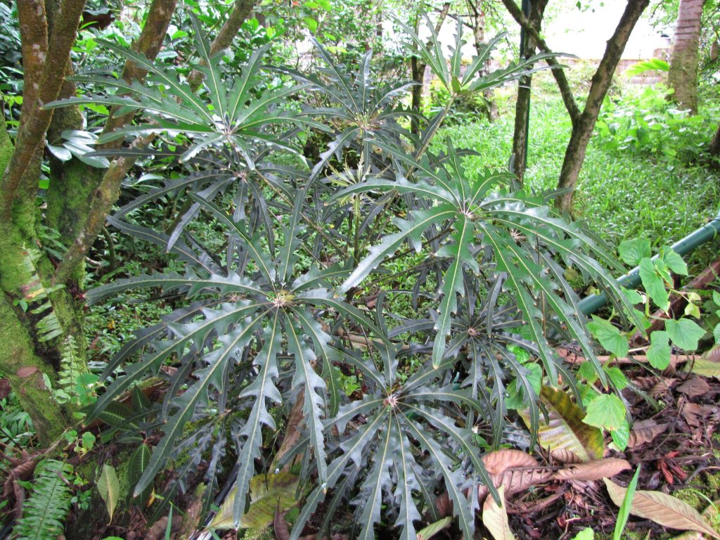 falsa aralia (schefflera elegantissima)