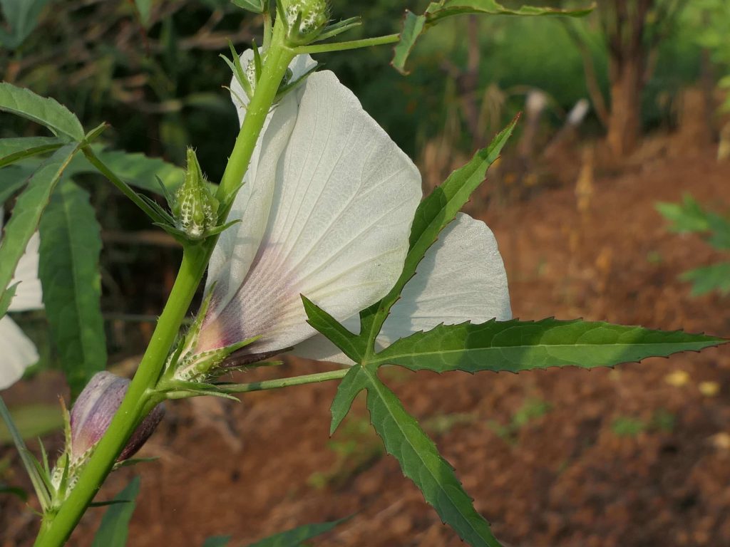 kenaf (hibiscus cannabinus)