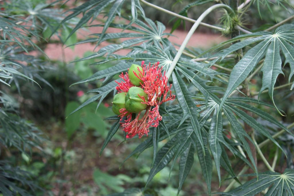 planta de coral (jatropha multifida)