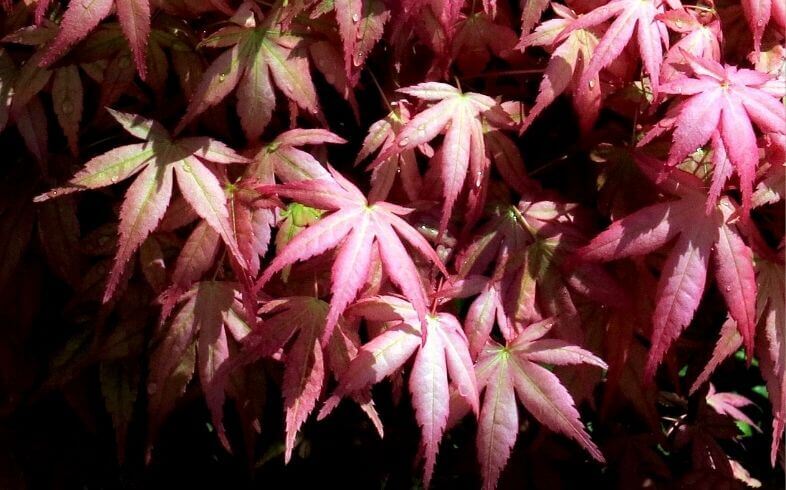 plantas que se parecen a la marihuana