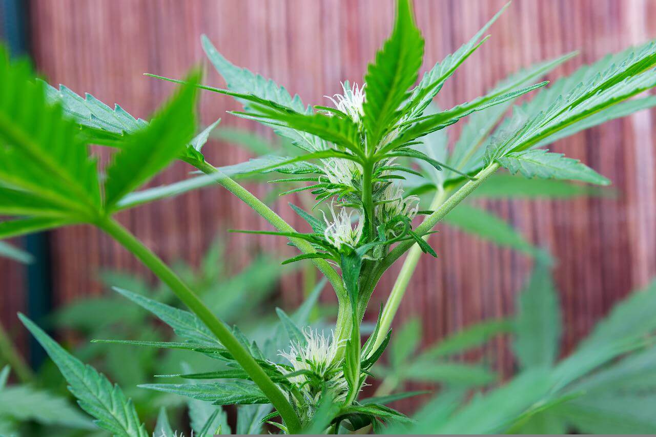 Qué son y cómo se clasifican las semillas de marihuana? - Noticias