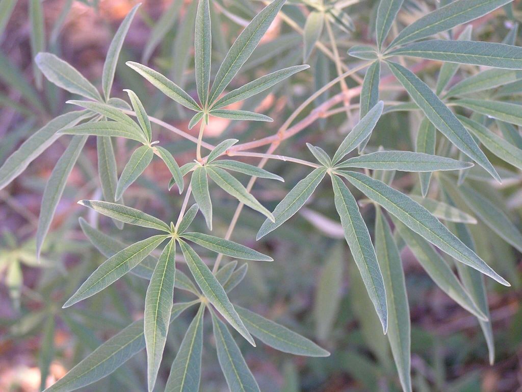 sauzgatillo (vitex agnus castus)