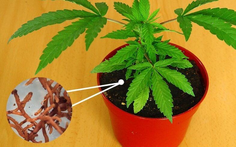 micorrizas en el cannabis