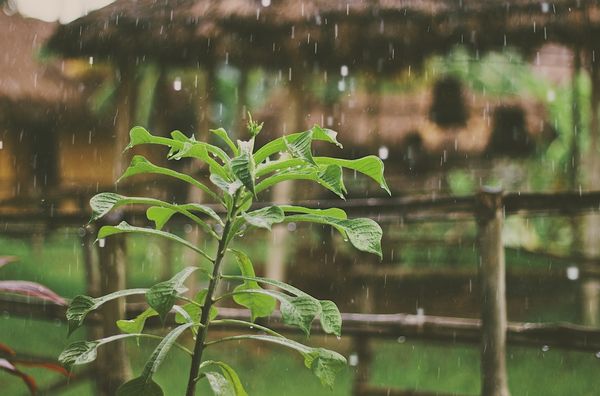 Las lluvias y las plantas de marihuana: cómo protegerlas