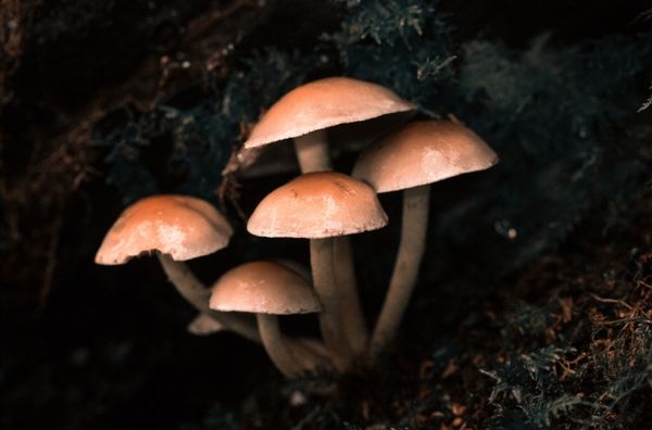 Cómo cultivar hongos alucinógenos