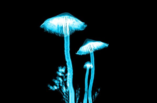 Cómo identificar los hongos alucinógenos