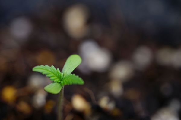 ¿Qué son los esquejes en el cultivo de la marihuana?