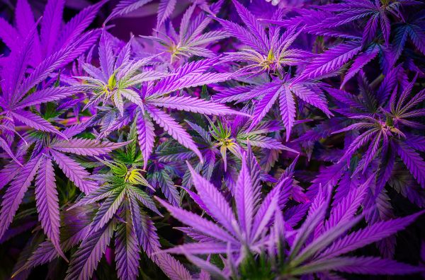 Características de la marihuana morada