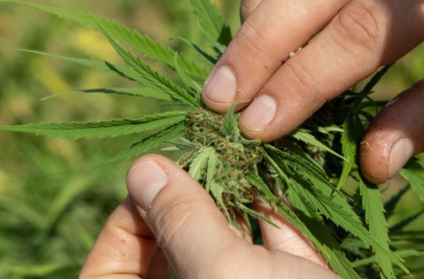 ¿Cómo identificar y tratar enfermedades en tus plantas de cannabis?
