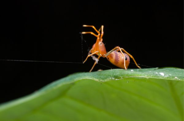 Identifica y elimina la plaga de araña roja en tu cultivo