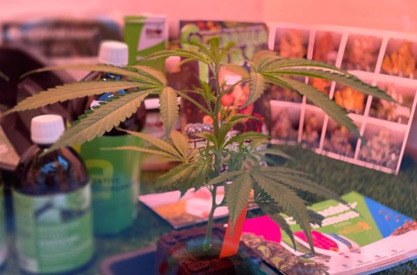 Los mejores fertilizantes nitrogenados para marihuana