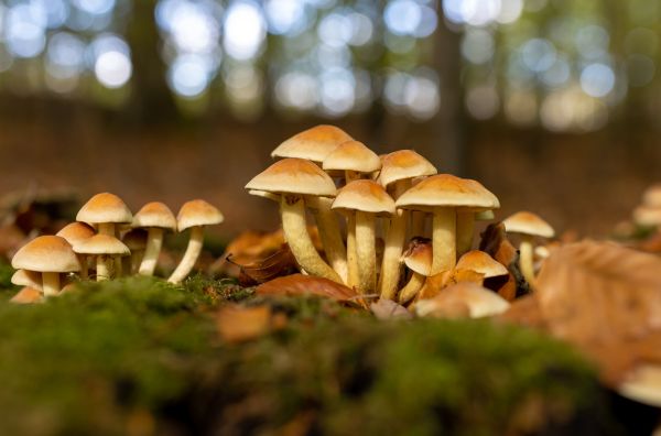 Psilocybe cubensis: Todo sobre este hongo