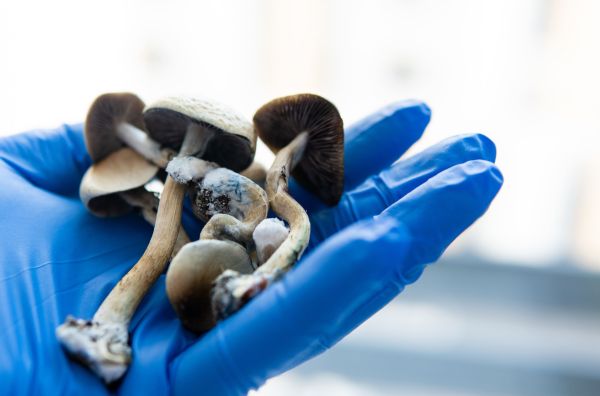 ¿Qué hacen los hongos Psilocibios?