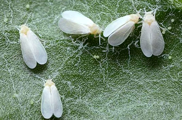 ¿Cómo eliminar la mosca blanca del cannabis?