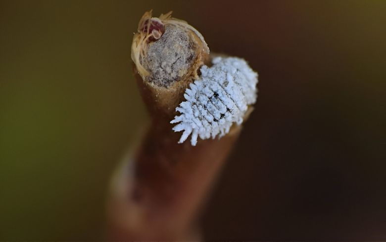 Asimilar silicio orgánico con tierra de diatomeas para consumo humano 