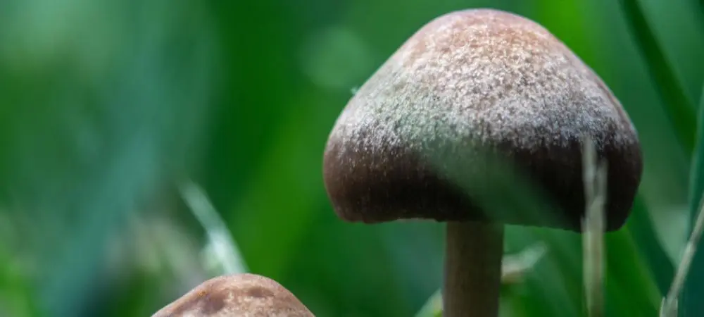 Hongo Panaeolus sphinctrinus