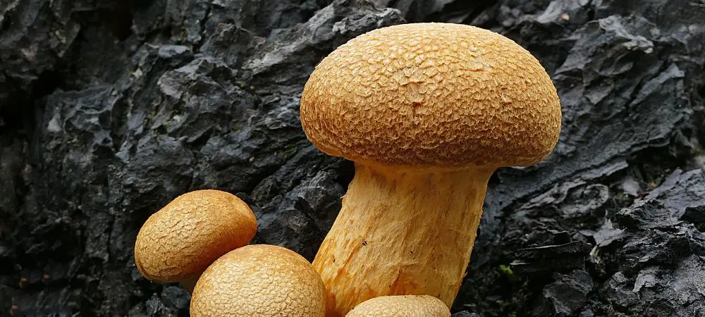 Hongos alucinógenos en Chile, Gymnopilus junonius.