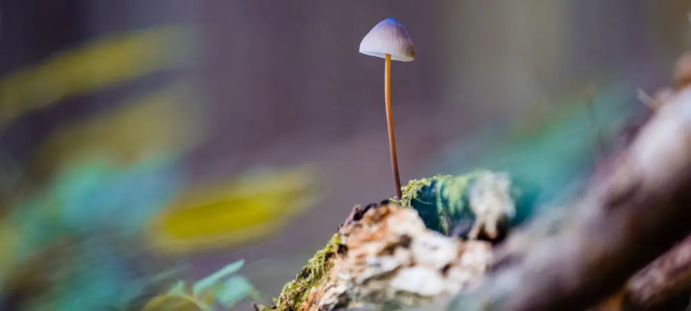 Hongo Psilocybe caeruleoannulata