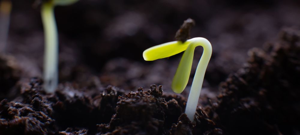 Tiempo que tarda la marihuana en germinar