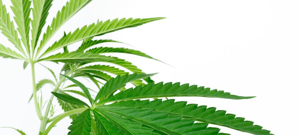 Planta de marihuana indoor Planta de marihuana indoor