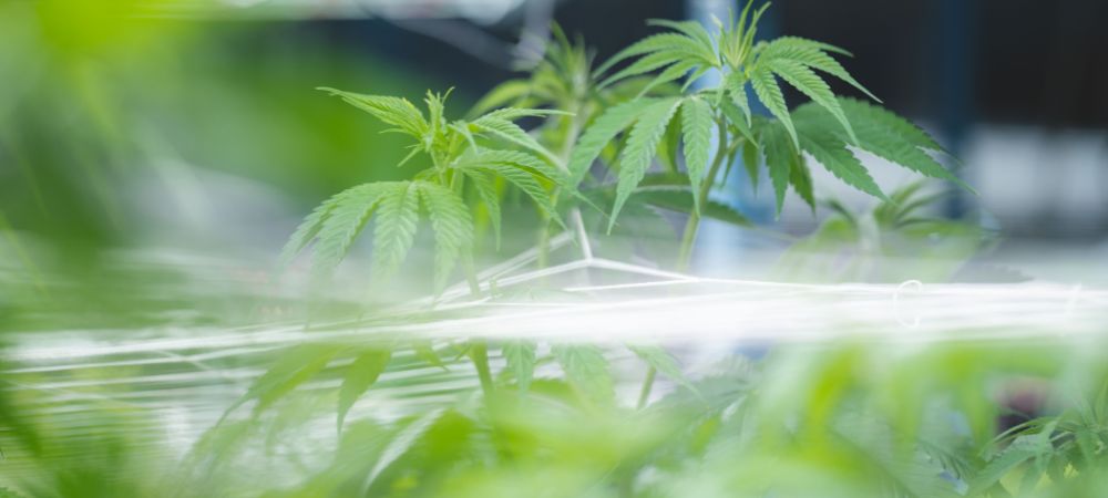 Cómo conservar semillas de marihuana sin que se pudran?