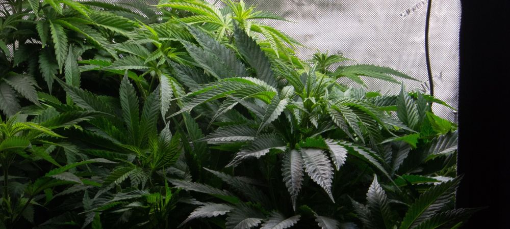 Guardar semillas de marihuana: Consejo prácticos para mantener sus