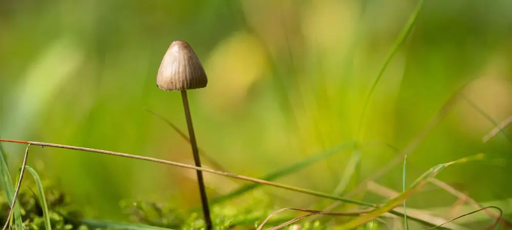 Hongos alucinógenos en Chile: Psilocybe semilanceata 