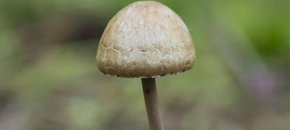 Hongo Panaeolus cyanescens