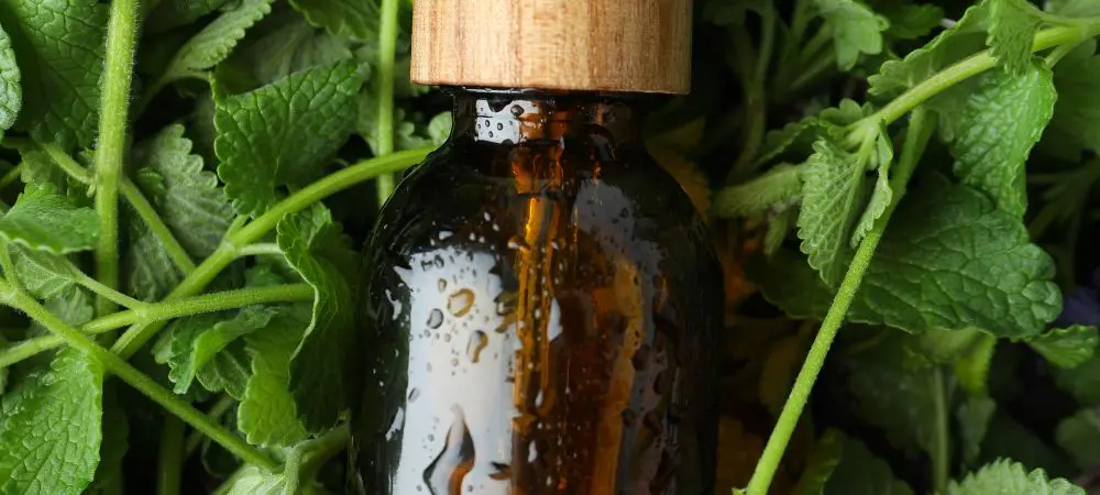 Aplicación del aceite de neem Aplicación del aceite de neem