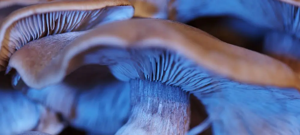 Hongos Hongos
