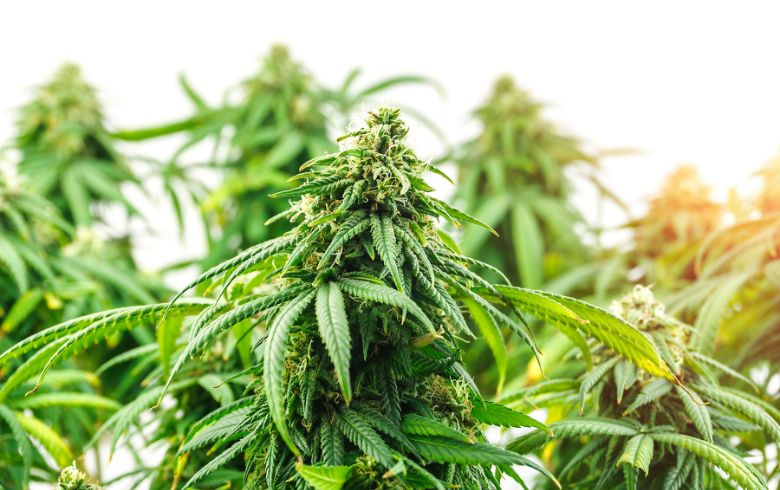 Jack Herer genética: Características y Crianza de la Cepa