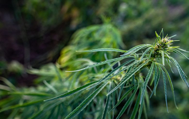 Fenotrigo: ¿Qué es y cómo se relaciona con el cannabis?