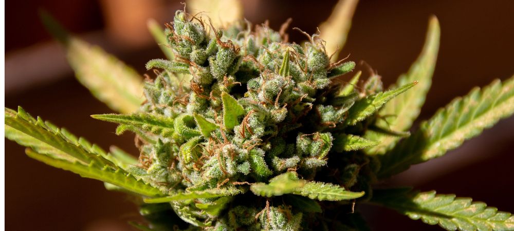 Jamaican Dream: Opiniones y efectos Jamaican Dream: Opiniones y efectos