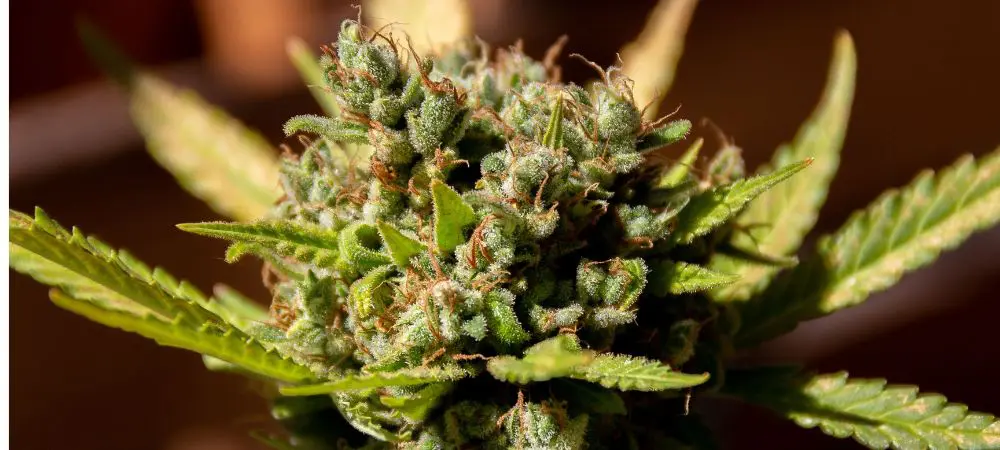 Jamaican Dream: Opiniones y efectos Jamaican Dream: Opiniones y efectos