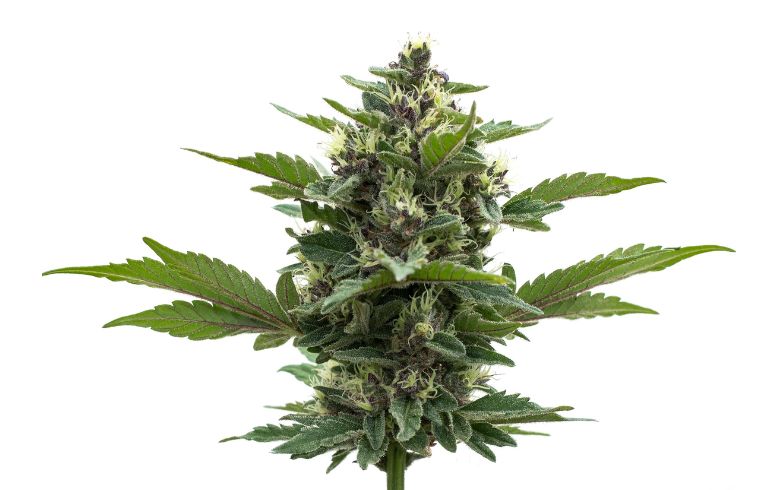 Cannabis bonsái: Cómo cultivar tu propio árbol de marihuana